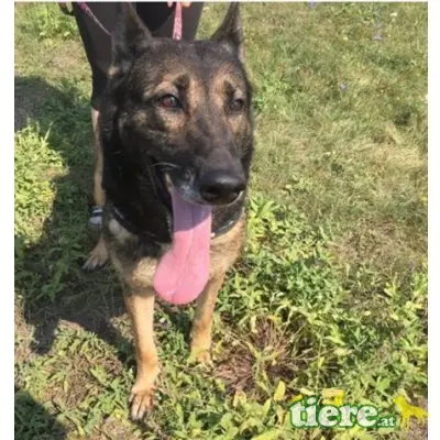 LENA - DRINGENDER NOTFALL! FIT UND VERSCHMUST, Schäferhund Mischling - Hündin