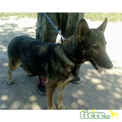 LENA - DRINGENDER NOTFALL! FIT UND VERSCHMUST, Schäferhund Mischling - Hündin