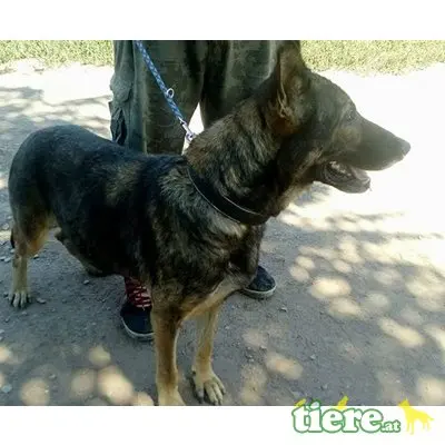 LENA - DRINGENDER NOTFALL! FIT UND VERSCHMUST, Schäferhund Mischling - Hündin