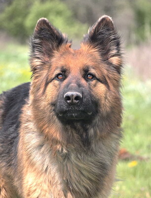 LENA - R E S E R V I E R T !!!!! freundlich, sensibel, anhänglich, intelligent, treu, lebhaft, zunächst ängstlich, große Angst vor Männern, Deutscher Schäferhund - Hündin