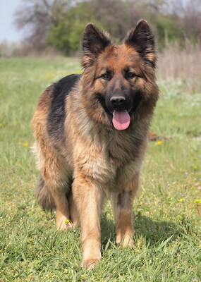 LENA - freundlich, sensibel, anhänglich, intelligent, treu, lebhaft, zunächst ängstlich, große Angst vor Männern, Deutscher Schäferhund - Hündin