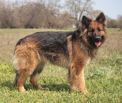 LENA - freundlich, sensibel, anhänglich, intelligent, treu, lebhaft, zunächst ängstlich, große Angst vor Männern, Deutscher Schäferhund - Hündin