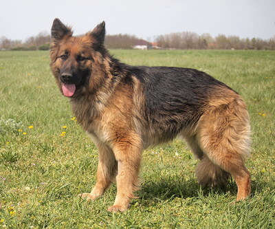 LENA - freundlich, sensibel, anhänglich, intelligent, treu, lebhaft, zunächst ängstlich, große Angst vor Männern, Deutscher Schäferhund - Hündin
