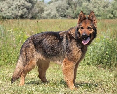 LENA - sehr freundlich, menschenbezogen, aufmerksam, intelligent, verspielt, treu, bewegungsfreudig, manchmal ein bisschen dickköpfig, Deutscher Schäferhund - Hündin