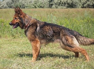 LENA - sehr freundlich, menschenbezogen, aufmerksam, intelligent, verspielt, treu, bewegungsfreudig, manchmal ein bisschen dickköpfig, Deutscher Schäferhund - Hündin