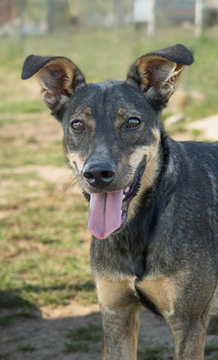 LENNY - unterwürfig, menschenbezogen, sucht Schutz bei Menschen, sanft, verschmust, verspielt, Mischling (Video-Link vorhanden) - Rüde