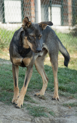 LENNY - unterwürfig, menschenbezogen, sucht Schutz bei Menschen, sanft, verschmust, verspielt, Mischling (Video auf HP) - Rüde