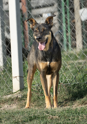 LENNY - unterwürfig, menschenbezogen, sucht Schutz bei Menschen, sanft, verschmust, verspielt, Mischling (Video auf HP) - Rüde