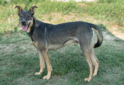 LENNY - unterwürfig, menschenbezogen, sucht Schutz bei Menschen, sanft, verschmust, verspielt, Mischling (Video auf HP) - Rüde