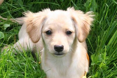 LENYA, Mischling - Hündin