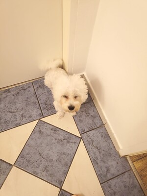 LEO, Bichon frise - Rüde