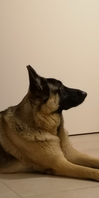LEO, Deutscher Schäferhund - kastriert - Rüde