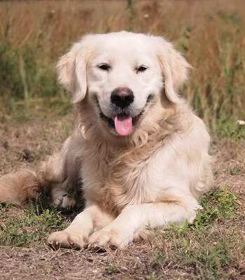 LEO - R E S E R V I E R T !!!!! ausgeglichen, menschenorientiert, lebhaft, verspielt, verschmust, katzenverträglich, Golden Retriever - Rüde