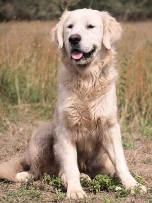 LEO - R E S E R V I E R T !!!!! ausgeglichen, menschenorientiert, lebhaft, verspielt, verschmust, katzenverträglich, Golden Retriever - Rüde