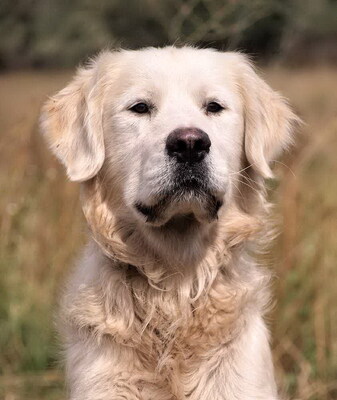 LEO - R E S E R V I E R T !!!!! ausgeglichen, menschenorientiert, lebhaft, verspielt, verschmust, katzenverträglich, Golden Retriever - Rüde