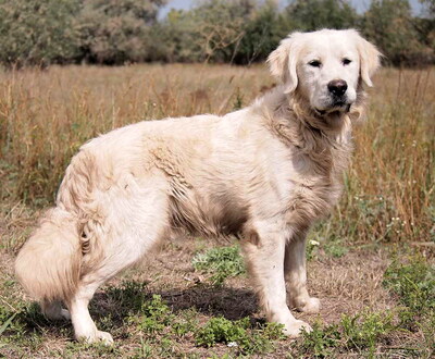 LEO - R E S E R V I E R T !!!!! ausgeglichen, menschenorientiert, lebhaft, verspielt, verschmust, katzenverträglich, Golden Retriever - Rüde