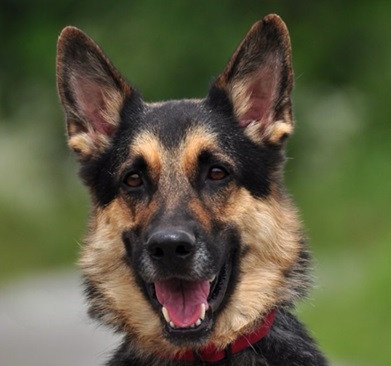 LEO S220, Schäferhund-Mischling - Rüde