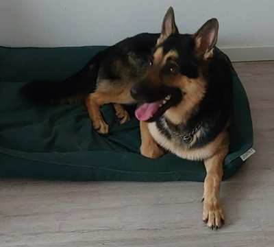 LEO S220, Schäferhund-Mischling - Rüde