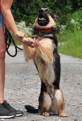 LEO S220, Schäferhund-Mischling - Rüde