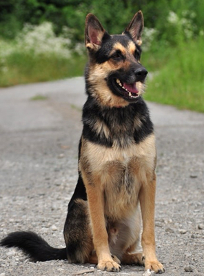 LEO S220, Schäferhund-Mischling - Rüde