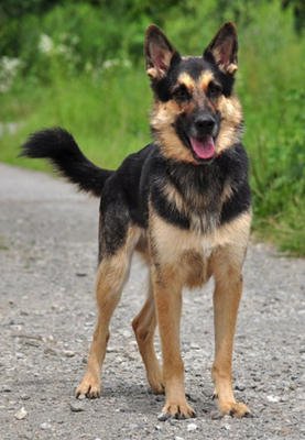 LEO S220, Schäferhund-Mischling - Rüde