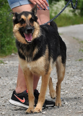 LEO S220, Schäferhund-Mischling - Rüde