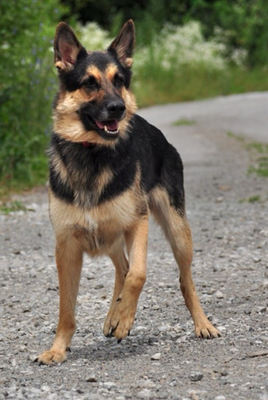 LEO S220, Schäferhund-Mischling - Rüde