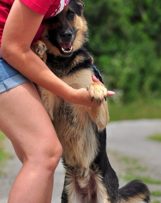 LEO S220, Schäferhund-Mischling - Rüde