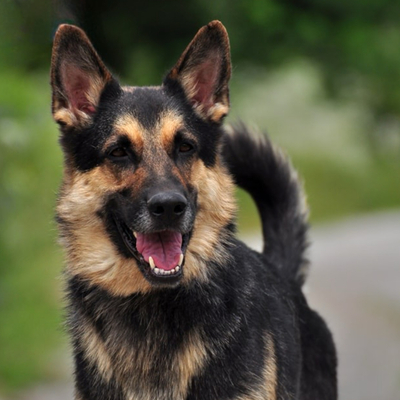 LEO S220, Schäferhund-Mischling - Rüde