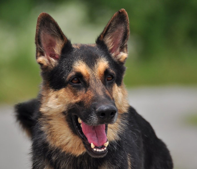 LEO S220, Schäferhund-Mischling - Rüde