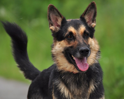 LEO S220, Schäferhund-Mischling - Rüde