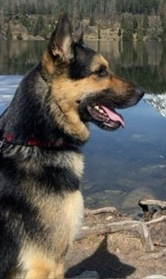 LEO S220, Schäferhund-Mischling - Rüde