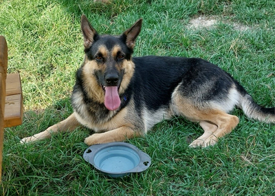 LEO S220, Schäferhund-Mischling - Rüde