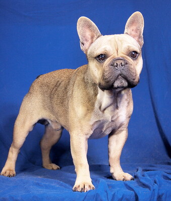 LEON - lebenslustig und sehr freundlich, verschmust, gelehrig, als Zweithund zu einer Hündin, Französische Bulldogge - Rüde