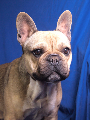 LEON - lebenslustig und sehr freundlich, verschmust, gelehrig, als Zweithund zu einer Hündin, Französische Bulldogge - Rüde