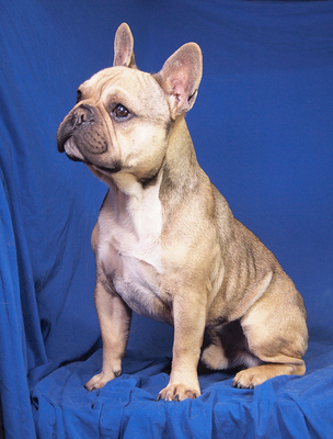 LEON - lebenslustig und sehr freundlich, verschmust, gelehrig, als Zweithund zu einer Hündin, Französische Bulldogge - Rüde
