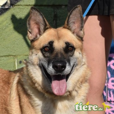 LEONA - Ubeda, Mischling - kastriert - Hündin