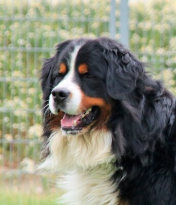 LEONO, Berner Sennenmix - Rüde