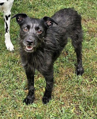 LETTY - R E S E R V I E R T !!!!! freundlich, aufmerksam, verschmust, verspielt, klug, neugierig, großer Bewegungsdrang, anfangs etwas ängstlich, Mischling - Betreuungsplatz NÖ - Hündin