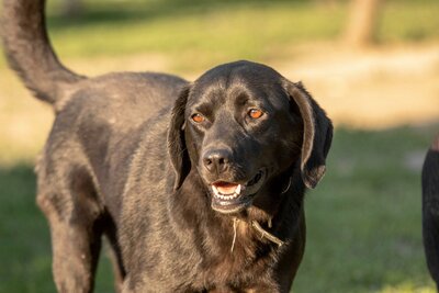 LEUSCHKO, Labroador-Mix - Rüde
