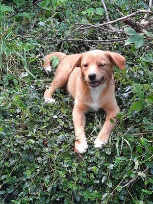 LEVI Welpenbub, Mischling - Rüde