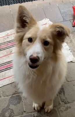 LEXI, Australian Shepherd Mix - Hündin