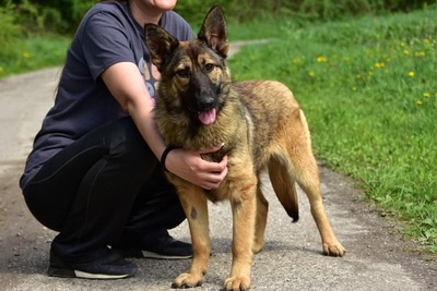 LEXI S270, Mischling - Hündin