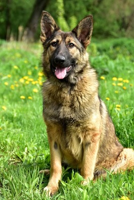 LEXI S270, Mischling - Hündin