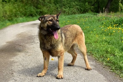 LEXI S270, Mischling - Hündin