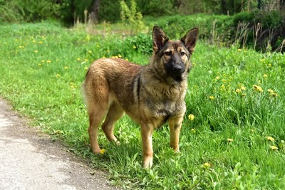 LEXI S270, Mischling - Hündin