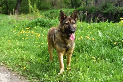 LEXI S270, Mischling - Hündin