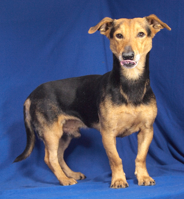 LEXI - freundlich, ruhiges Wesen, fröhlich, aufmerksam, anhänglich, als Zweithund zu einer Hündin, Mischling - Rüde