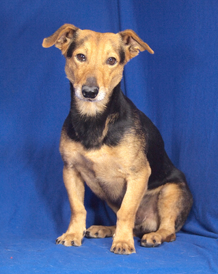 LEXI - freundlich, ruhiges Wesen, fröhlich, aufmerksam, anhänglich, als Zweithund zu einer Hündin, Mischling (Video auf HP) - Rüde