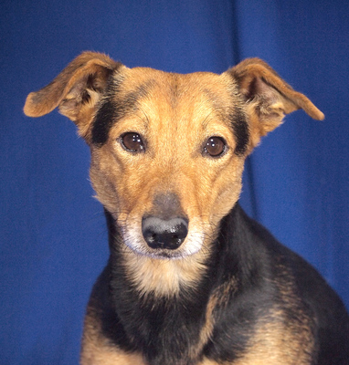 LEXI - freundlich, ruhiges Wesen, fröhlich, aufmerksam, anhänglich, als Zweithund zu einer Hündin, Mischling (Video auf HP) - Rüde